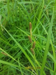 Carex shortiana