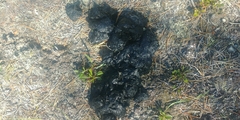 Ursus arctos horribilis