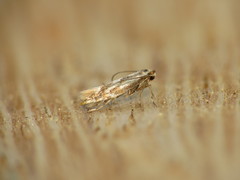 Phyllonorycter rajella