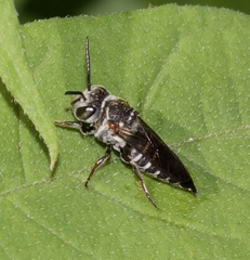Coelioxys sayi