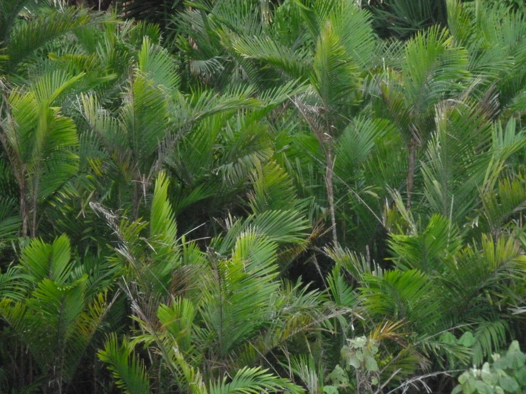 Bactris maraja; photograph (c) Eduardo Chacón Madrigal, some rights reserved (CC BY)