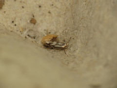 Phyllonorycter rajella