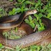 Coastal Taipan - Photo (c) Scott Eipper, some rights reserved (CC BY-ND)