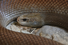Coastal Taipan photo 4