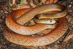 Coastal Taipan photo 2