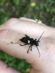 Aegomorphus quadrigibbus