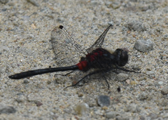 Leucorrhinia glacialis