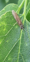 Annulipalpia
