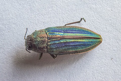 Buprestis striata