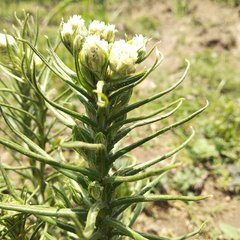 Pseudognaphalium viscosum