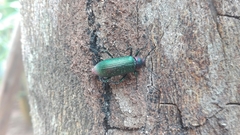 Strongylium auratum