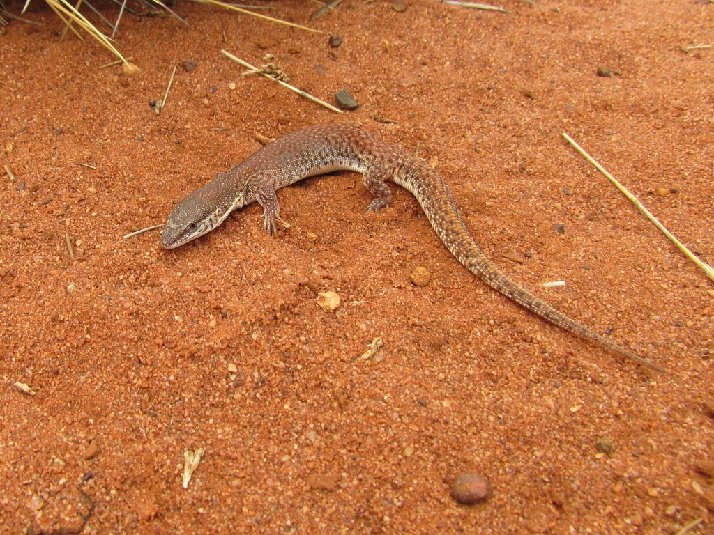 Short-Tailed Pygmy Monitor
