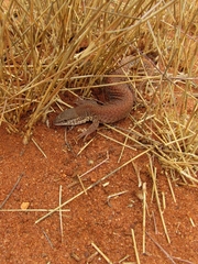 Short-Tailed Pygmy Monitor photo 3