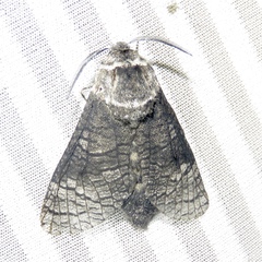 Acossus centerensis