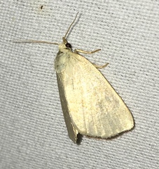 Protodeltote albidula