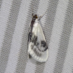 Cliniodes ostreonalis