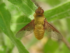Chrysanthrax edititius