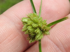 Cyperus acuminatus