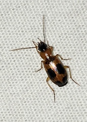 Badister neopulchellus