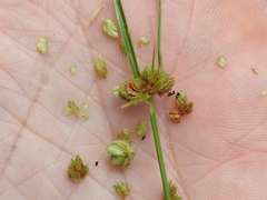 Cyperus acuminatus