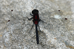 Leucorrhinia glacialis