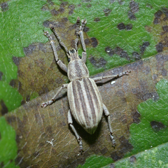 Aphrastus taeniatus