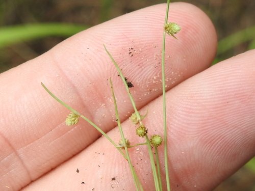 Drummond's Halfchaff Sedge (Cyperus hemidrummondii)
