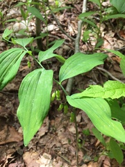 Polygonatum