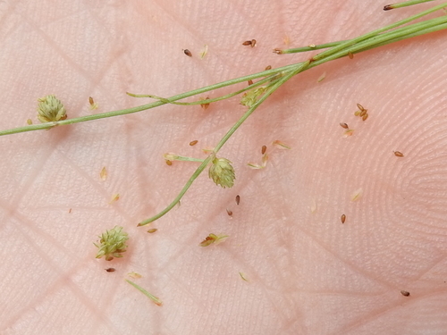 Image of Cyperus hemidrummondii by (c) Sam Kieschnick, some rights reserved (CC BY)
