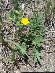 Potentilla pensylvanica