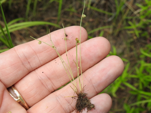 Image of Cyperus hemidrummondii by (c) Sam Kieschnick, some rights reserved (CC BY)