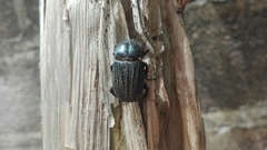 Phileurus