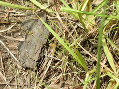 Cyperus hemidrummondii