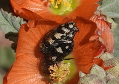 Acmaeodera diffusa