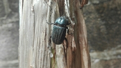 Phileurus