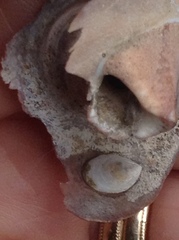 Crepidula plana