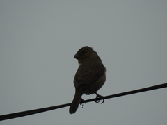 Sporophila torqueola