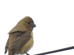 Sporophila torqueola