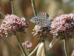 Euphilotes enoptes bayensis