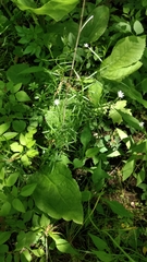 Stellaria longifolia