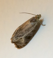 Olethreutes inornatana