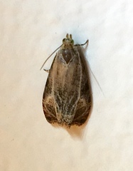 Olethreutes inornatana