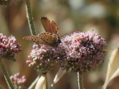 Euphilotes enoptes bayensis