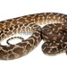 Rough-scaled Python - Photo (c) Scott Eipper, some rights reserved (CC BY-NC)