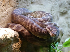 Rough-Scaled Python photo 4