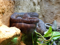 Rough-Scaled Python photo 5