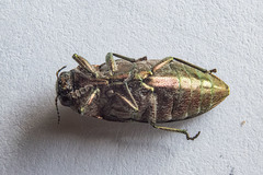 Buprestis striata