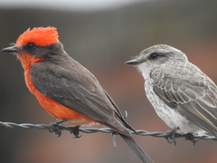 Pyrocephalus rubinus