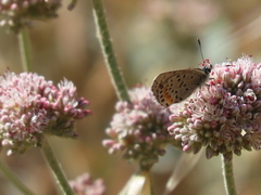 Euphilotes enoptes bayensis