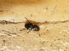 Pasimachus elongatus